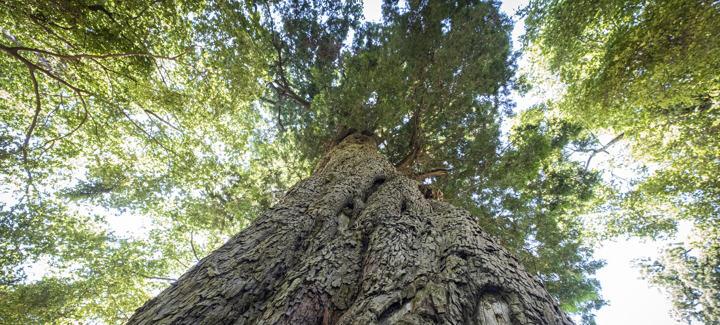 Baum im Projektgebiet Ankober