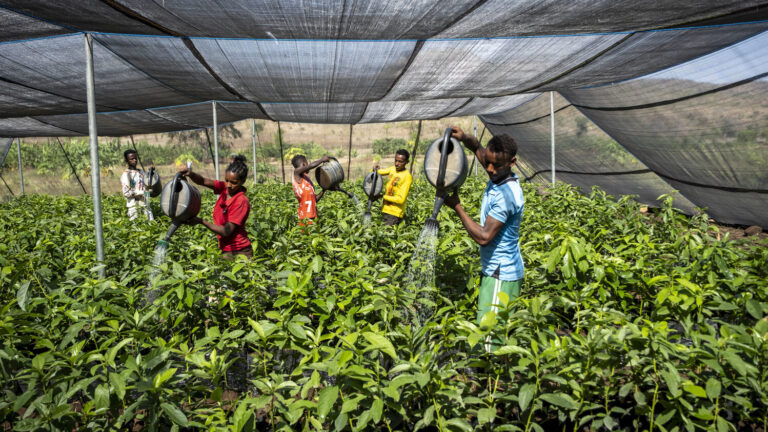 Baumschule im Projektgebiet Boreda