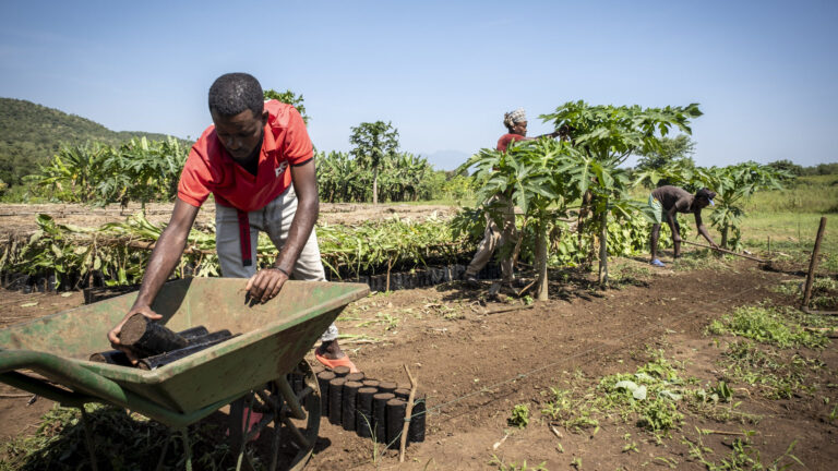 Setzlinge werden gepflanzt