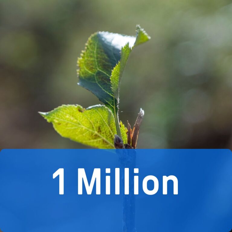 1 million Baumsetzlinge
