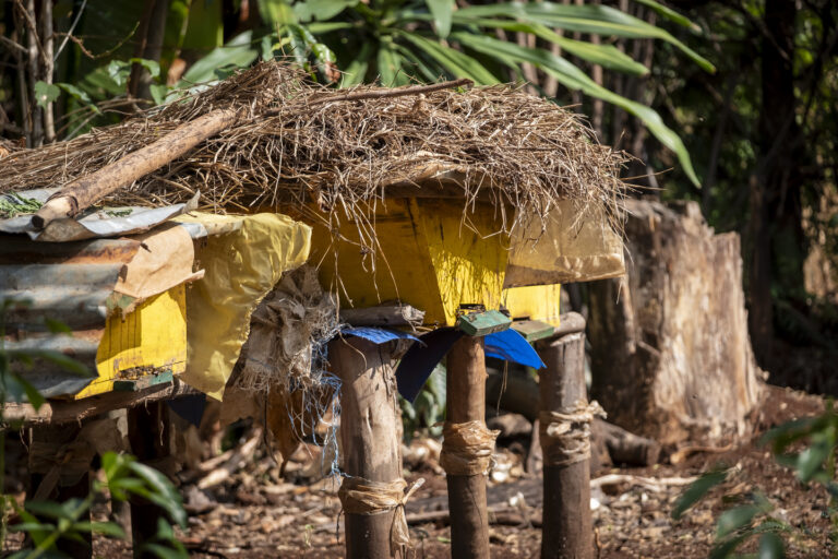 Moderne Bienenkörbe, in denen kostbarer Honig produziert wird.