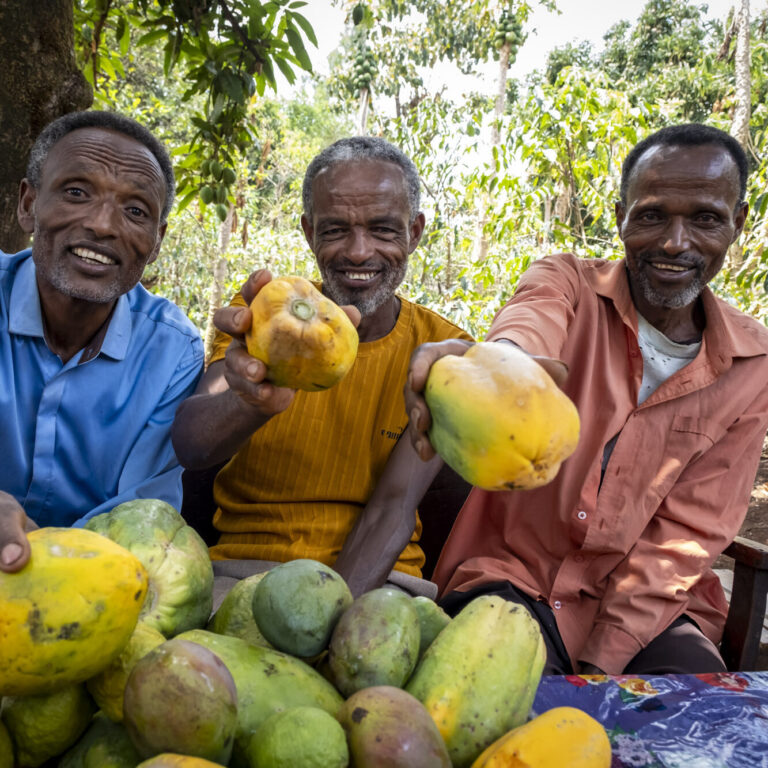 Drei lächelnde Männer bieten Papayas an, auf dem Tisch vor ihnen liegen weitere Papayas.