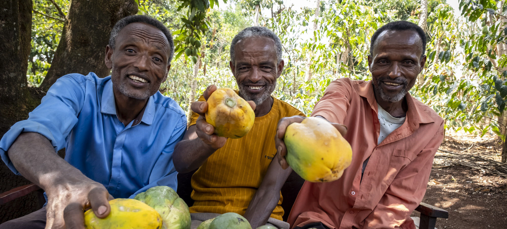 Drei Männer lächeln im Freien, jeder hält eine reife Papaya in die Kamera, bereit, sie zu spenden.