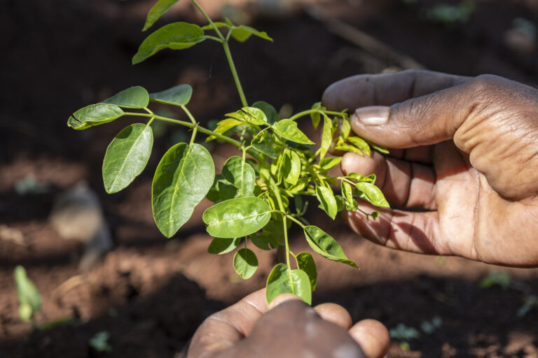 Hände wiegen sanft eine kleine grüne Moringa Pflanze.