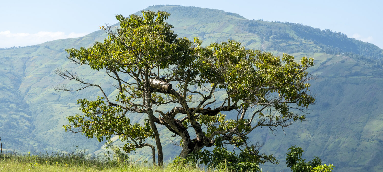 Ein grüner Baum auf einer Wiese mit grünen Hügeln im Hintergrund, der die Natur in einem NGO-Spenden-Webshop darstellt.