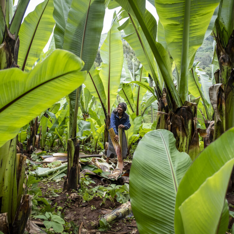 Eine Person in einer tropischen Gegend steht inmitten hoher grüner Bananenstauden, umgeben von üppigem Naturwuchs.