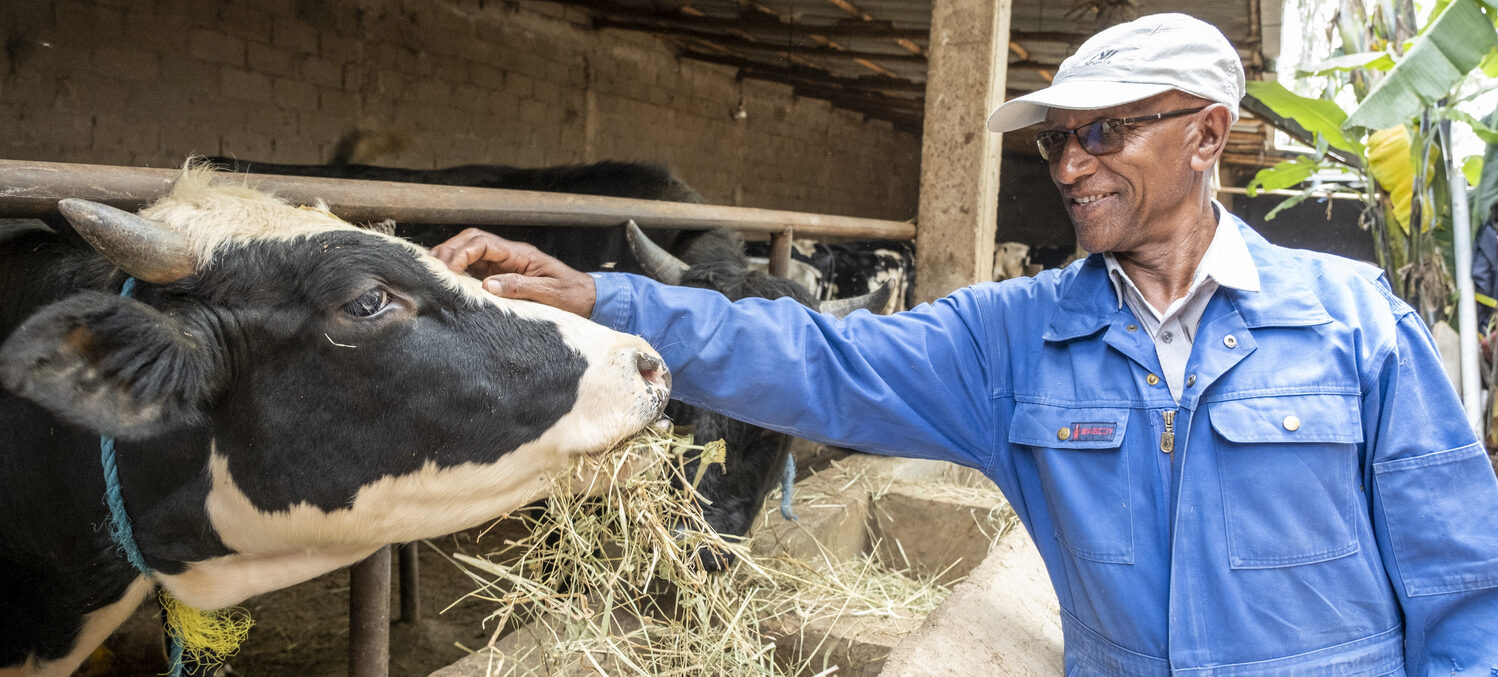 entner, Gründer und Arbeitgeber: Kefyalew Worku führt in Harar einen Milchkuhbetrieb.