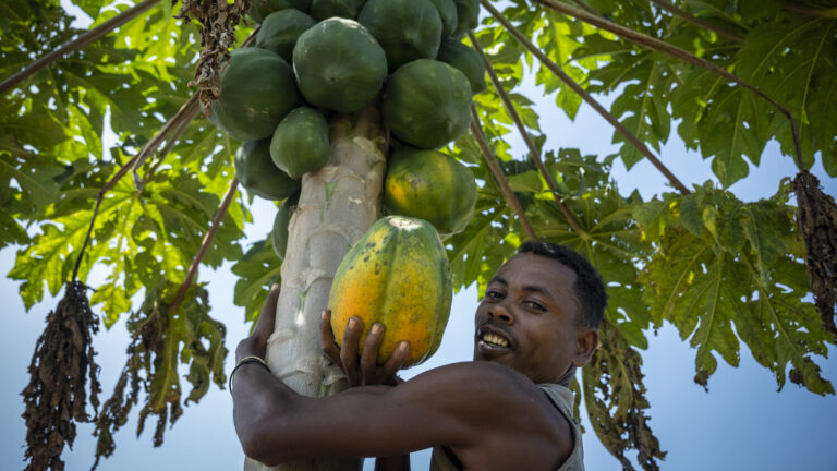 Landwirt erntet eine reife Papaya.