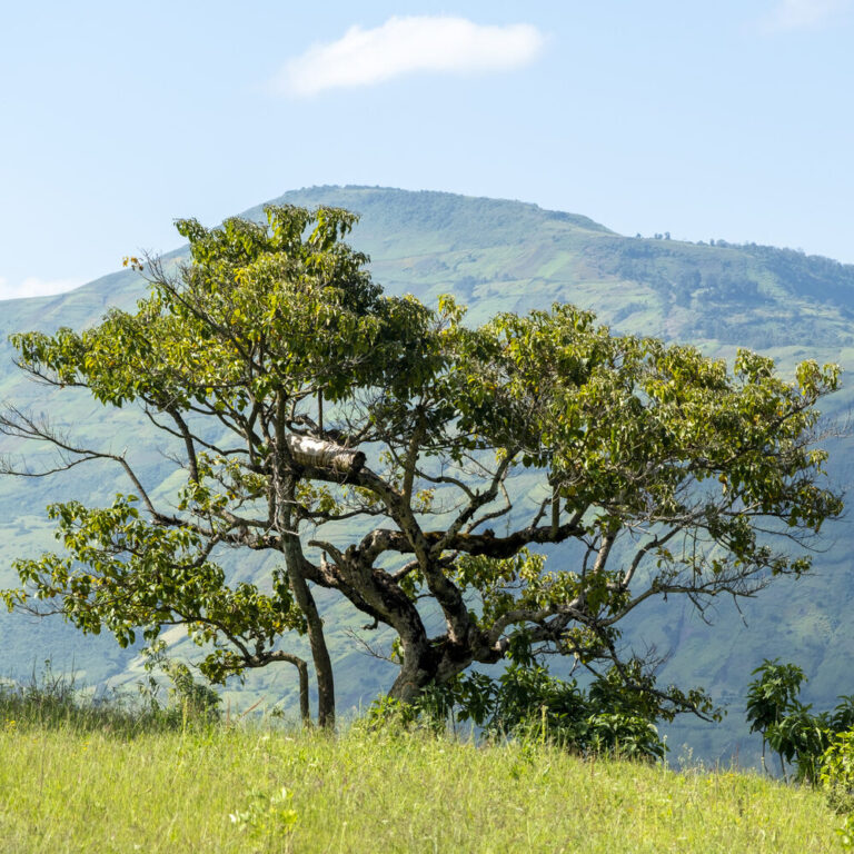 Ein belaubter Baum auf einer Wiese, dahinter Hügel und blauer Himmel. Unterstützen Sie unser Umweltanliegen mit einer Spende.