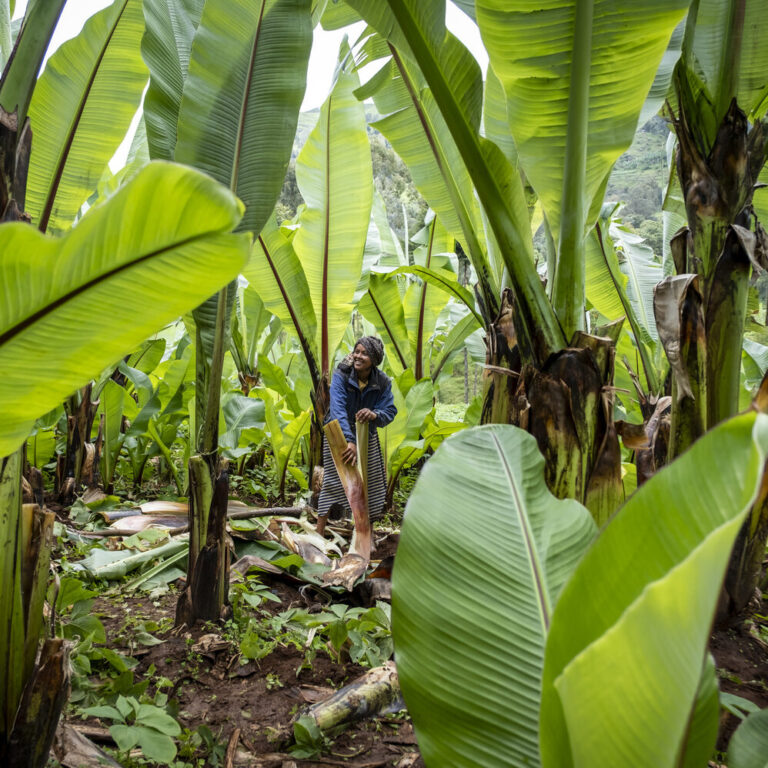 Eine Person steht in einer grünen Bananenplantage, umgeben von hohen Blattpflanzen.
