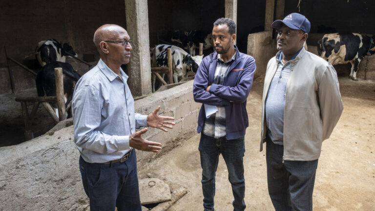 Drei Männer unterhalten sich im Kuhstall.