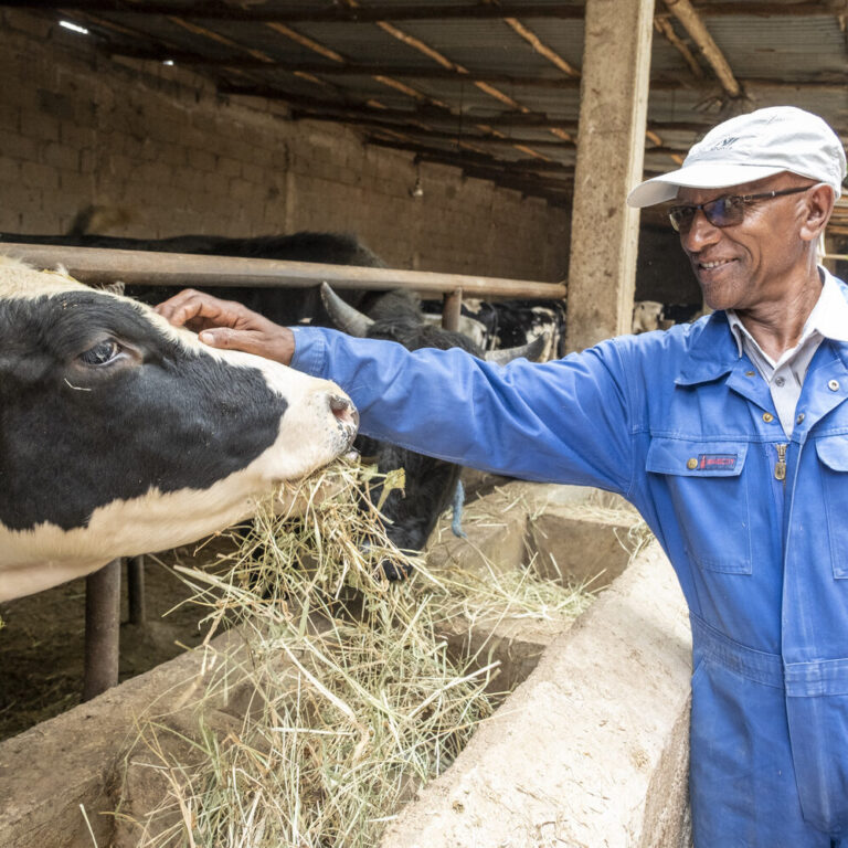 Ein Mann in einem blauen Overall in seinem Kuhstall