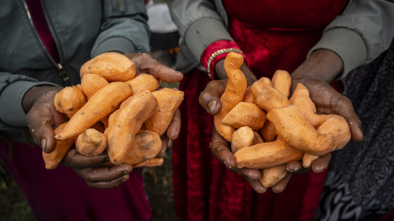 Zwei Frauen halten geschälte Süßkartoffeln in den Händen.