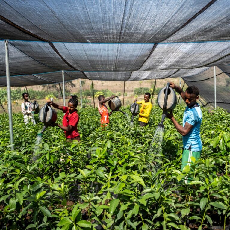 Auf dem Bild sieht man Frauen und Männer, die sich um Baumsetzlinge kümmern. Ein großes Projekt zur Wiederaufforstung von Menschen für Menschen.