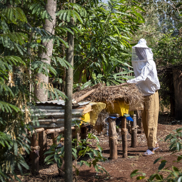 Ein Imker arbeitet an seinen Bienenstöcken.