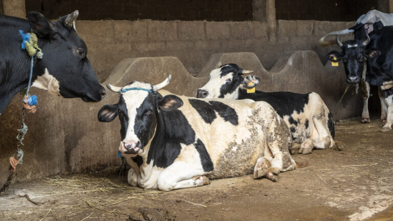 Kühe im Stall eines Milchbetriebs.