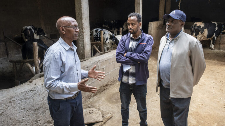 Drei Männer unterhalten sich im Kuhstall.