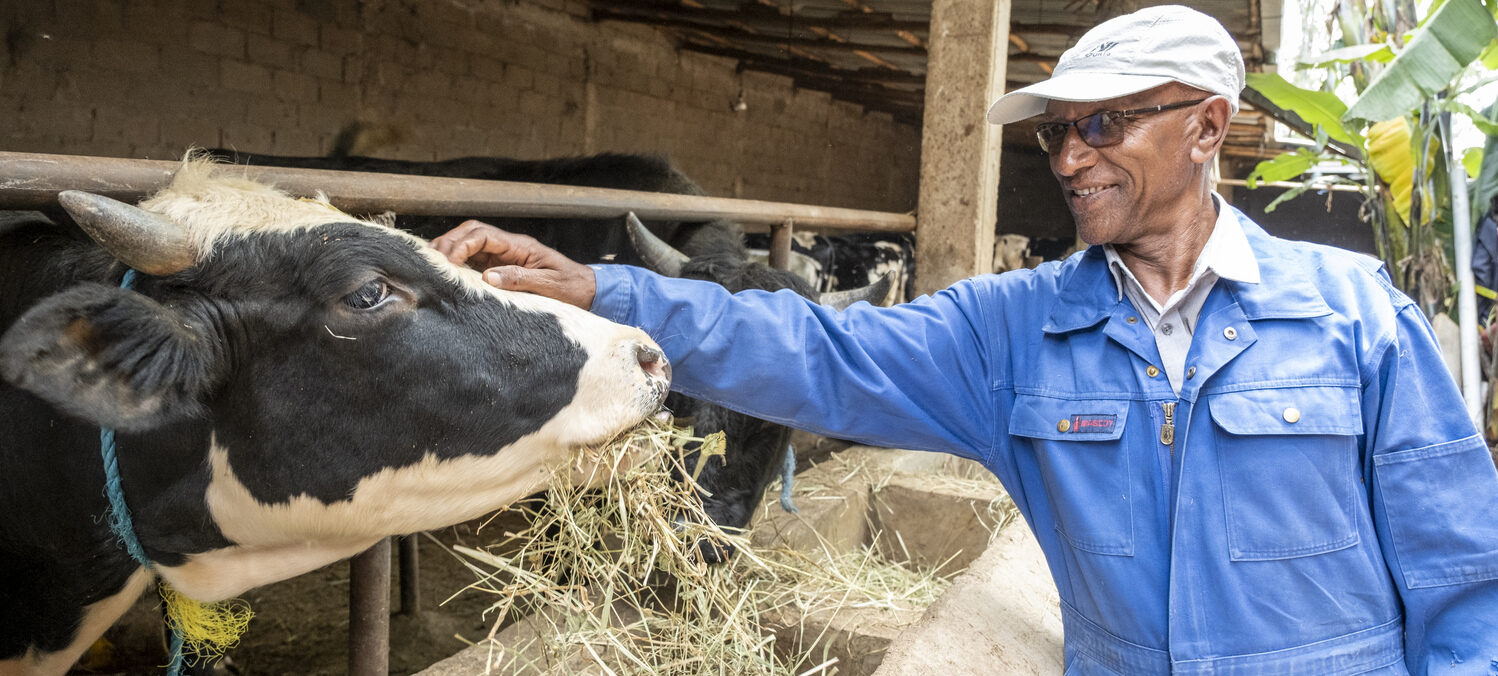 Ein Mann in einem blauen Overall in seinem Kuhstall