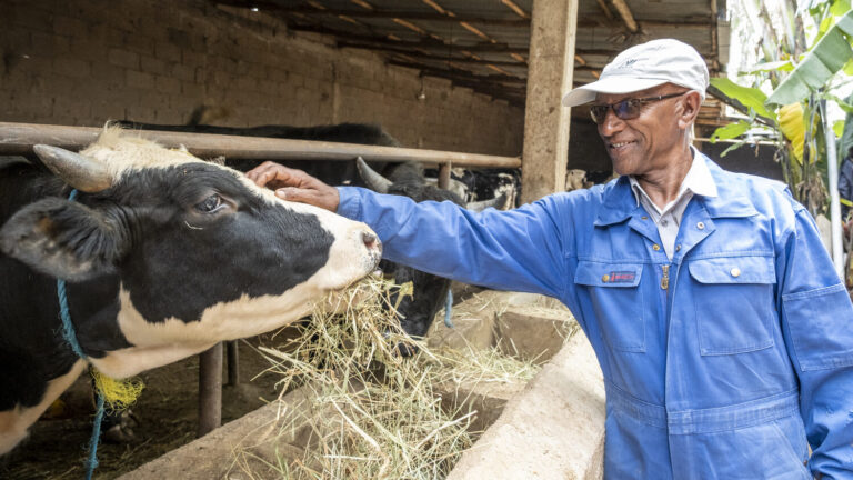Ein Mann in einem blauen Overall in seinem Kuhstall