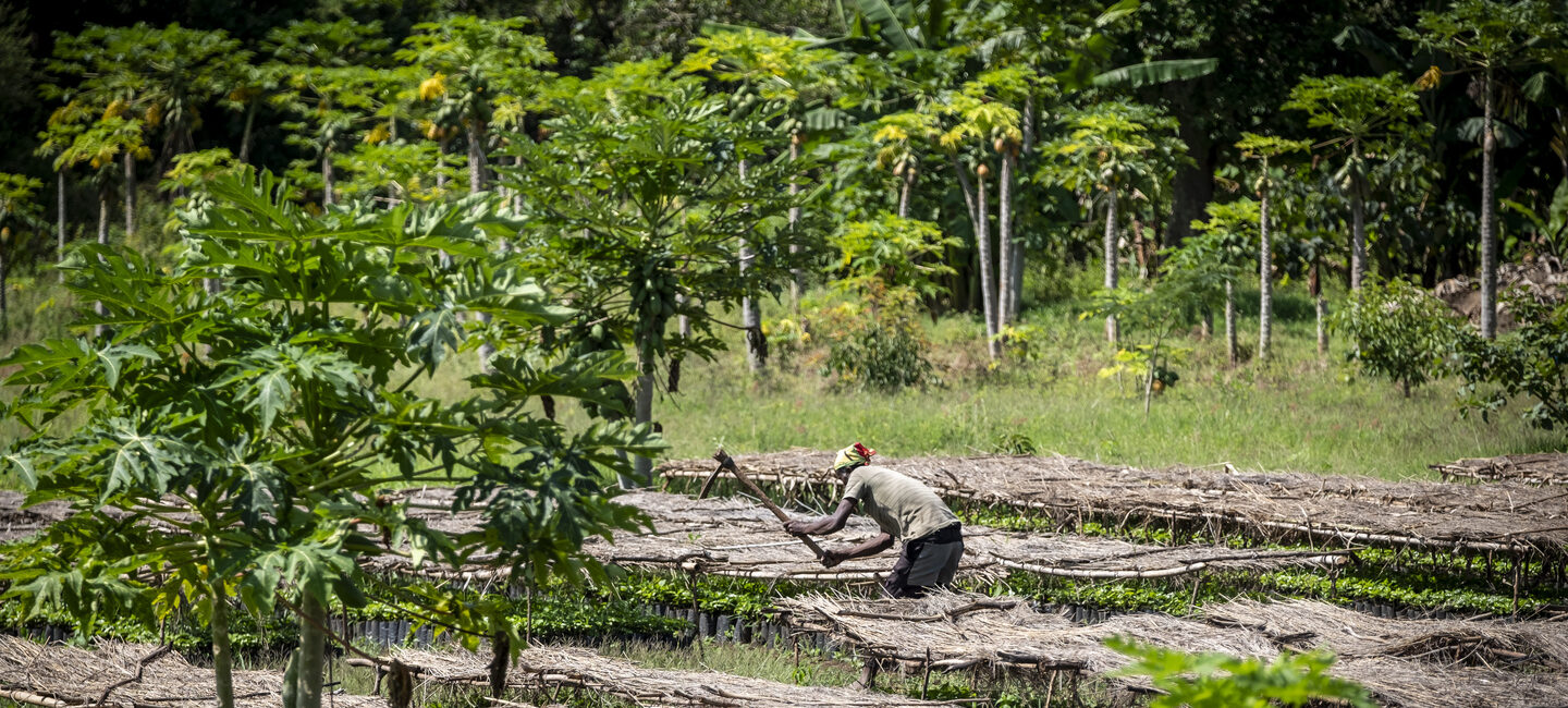 Ein Mann arbeitet in einer Baumschule