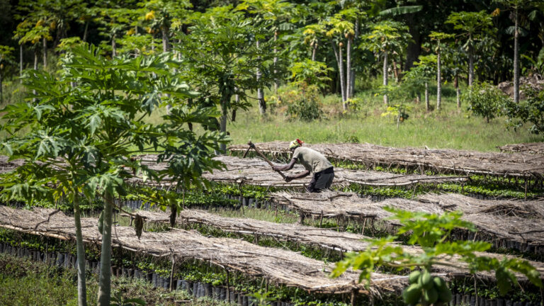 Ein Mann arbeitet in einer Baumschule