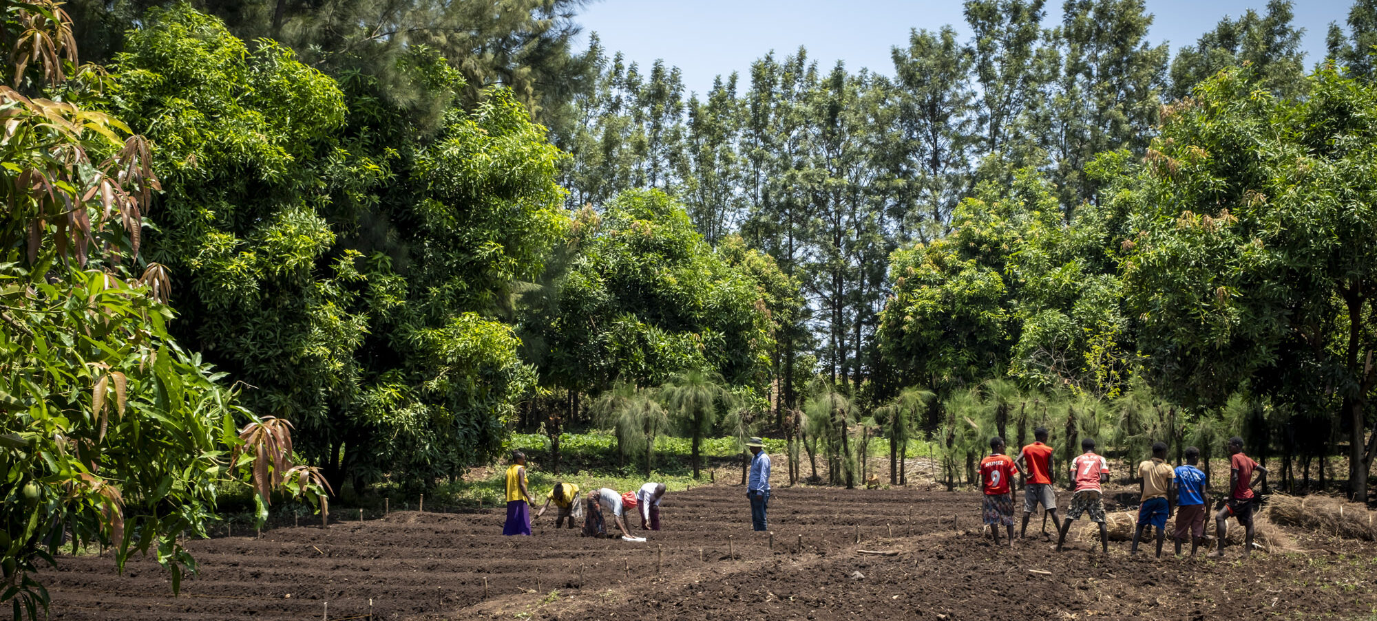 Menschen arbeiten draußen in einer Baumschule und züchten neue Setzlinge.