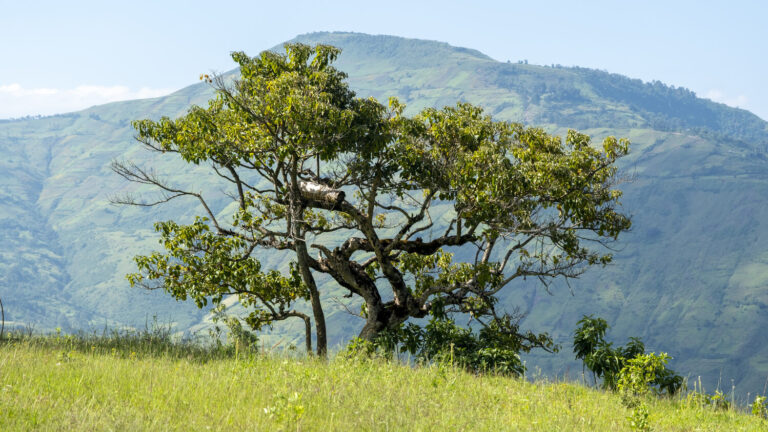 Ein einzelner Baum auf einer Wiese, dahinter sieht man grüne Berge.