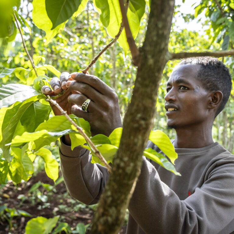 Ein Landwirt kümmert sich um seine Pflanzen auf dem Feld.