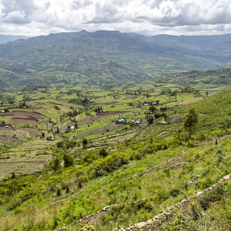 Ein aufgeforsteter Hang, der mit Terrassen stabilisiert und Vetivergras bepflanzt wurde.