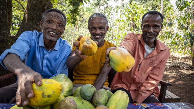 Drei Männer die lächeln und Papayas in die Kamera halten.