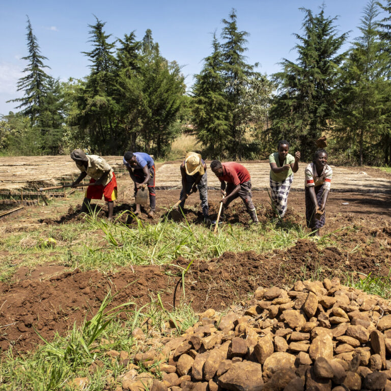 Projektgebiet Boreda. Chelbe Baumschule . Arbeit auf dem Feld