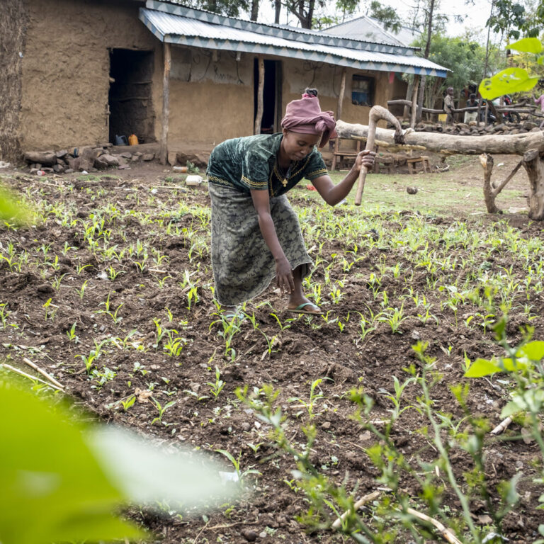 Eine Frau bestellt eine kleine Fläche in ihrem Garten. Sie baut Gemüse an.