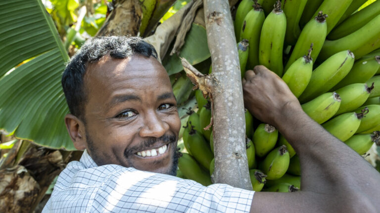 Ein Mann der in die Kamera lächelt und eine bananenstaude anfasst.
