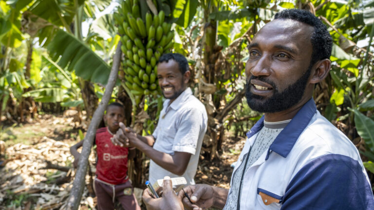 Zwei Männer und ein Junge stehen im Bananenfeld.