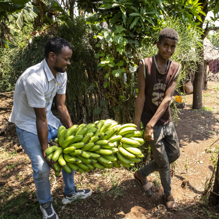 Ein Mann und sein Sohn tragen eine bananenstaude gemeinsam.