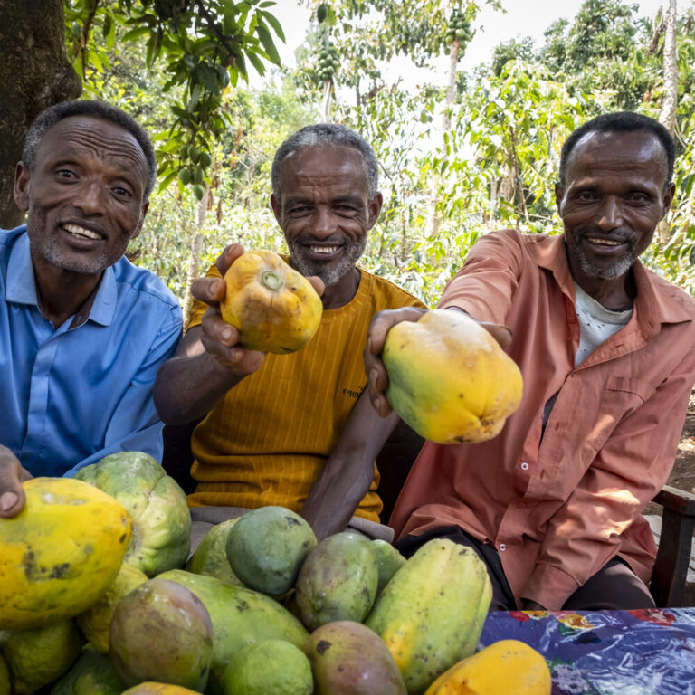 Drei Männer freuen sich über die reiche Papaya-Ernte.