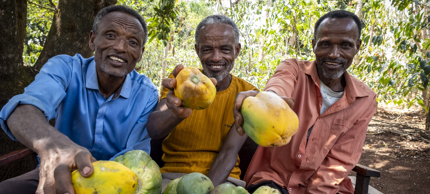 Drei Männer freuen sich über die reiche Papaya-Ernte.