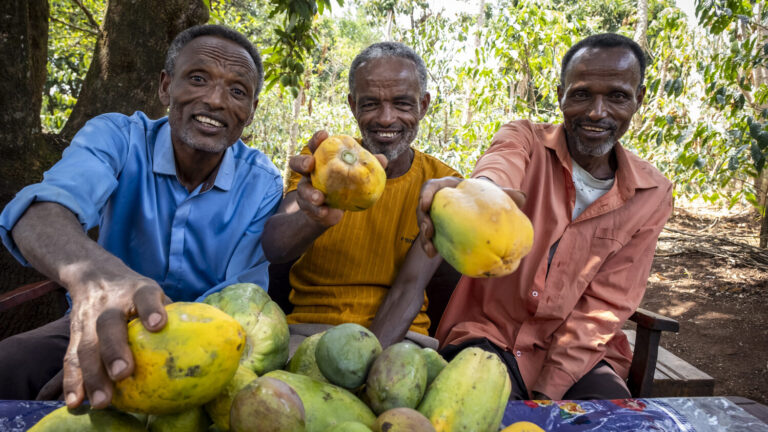 Drei Männer freuen sich über die reiche Papaya-Ernte.