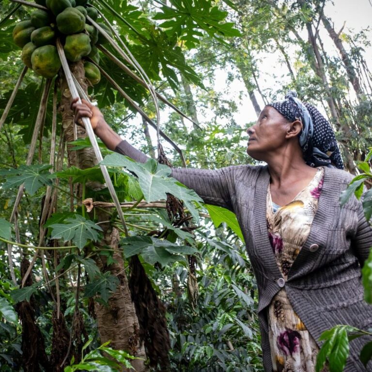 Eine Frau greift an einem Baum nach einer Frucht